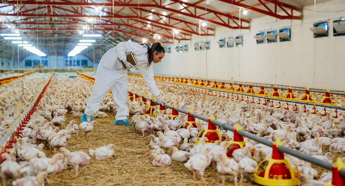 Control microbiológico en granja de huevos Grupo Acura