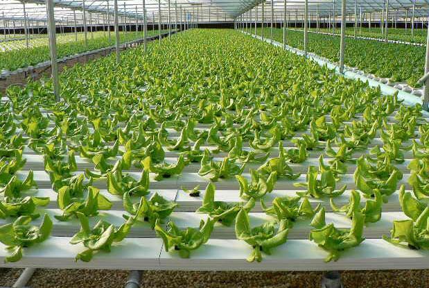 Filas de lechugas verdes creciendo en bandejas hidropónicas dentro de un invernadero con estructura de metal y techo transparente, mostrando un sistema de cultivo intensivo en horticultura.