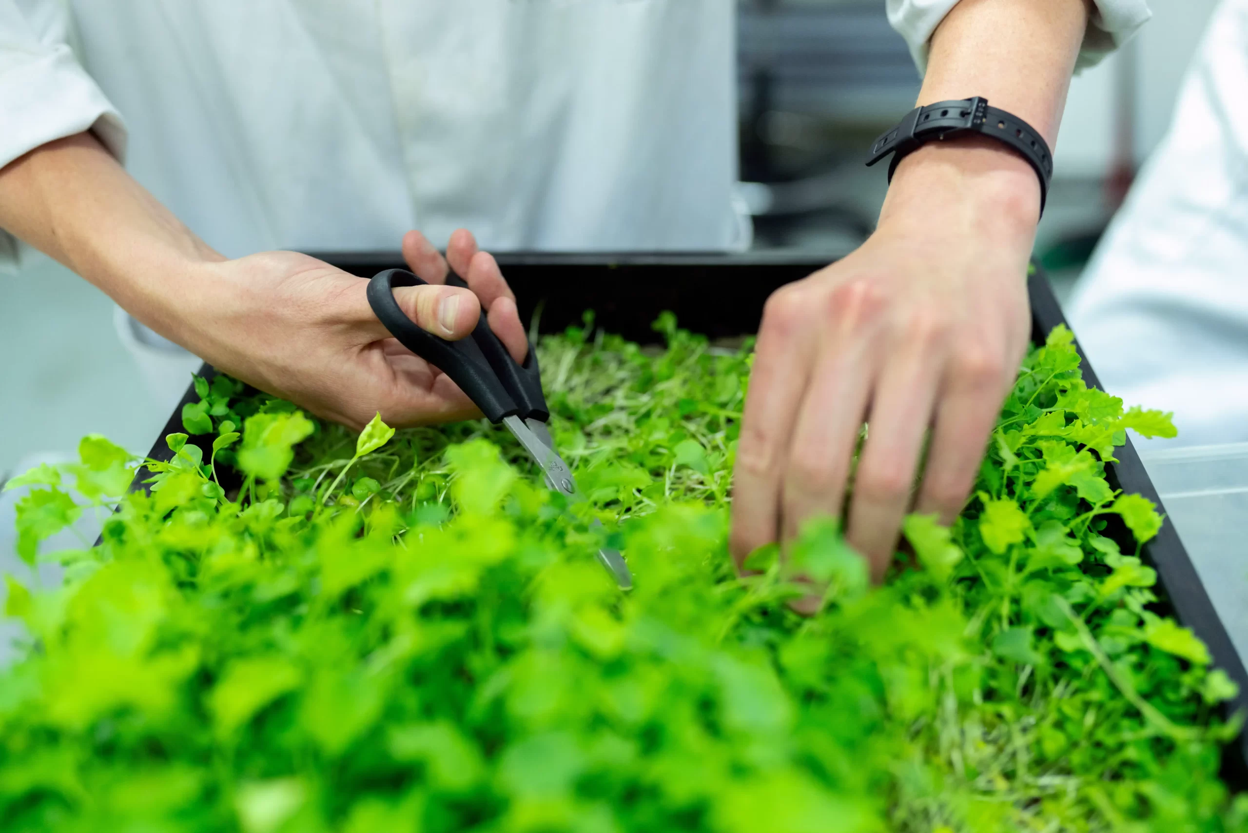 Persona usando tijeras para cortar plantas verdes en un cultivo hidropónico, destacando el manejo del agua en un entorno controlado.