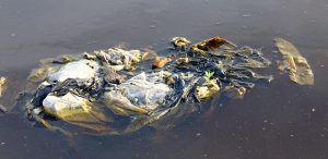 Cuerpo de agua contaminado con desechos plásticos flotantes, incluyendo bolsas y telas, que se acumulan en la superficie.