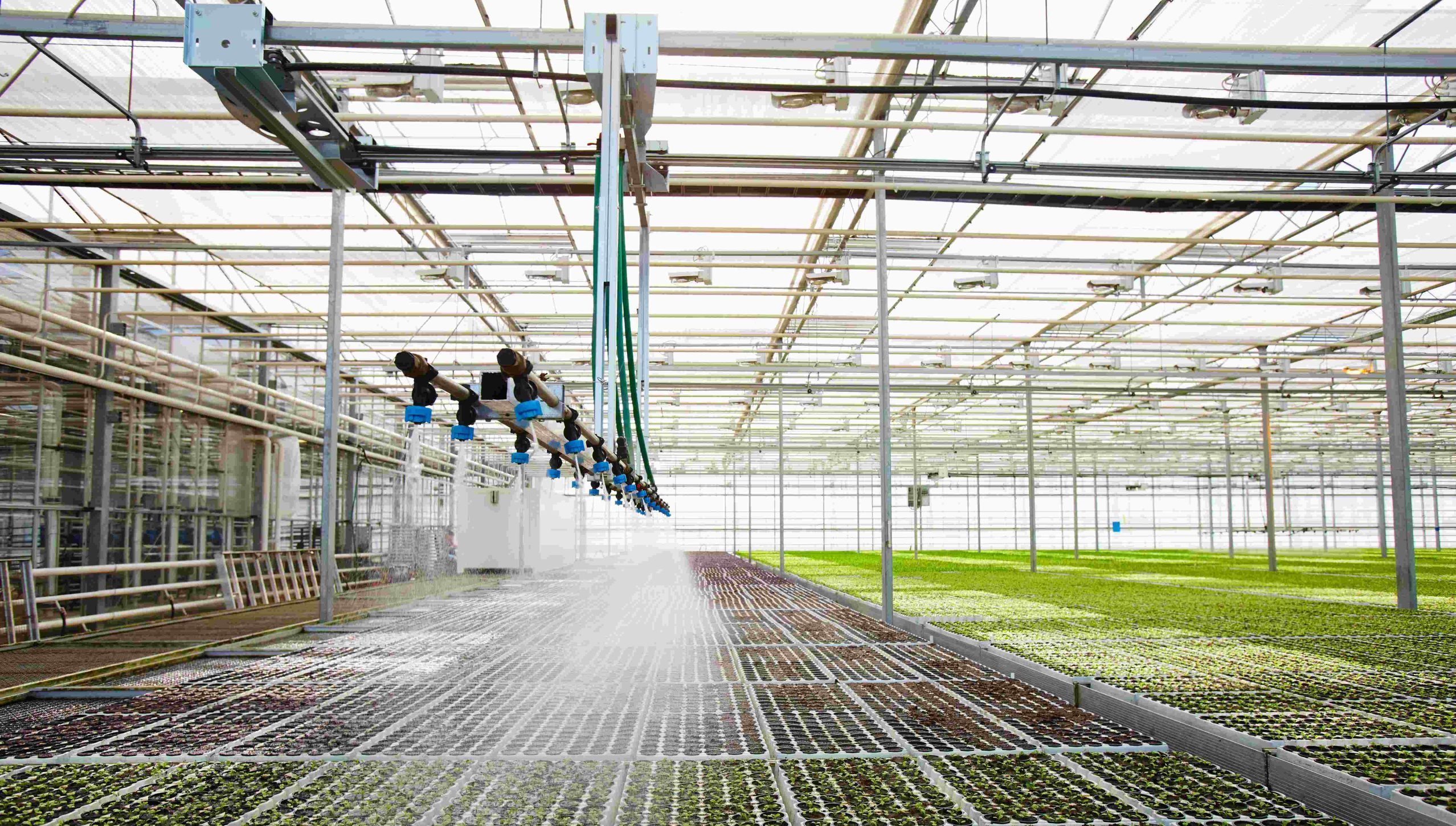 El aprovechamiento del agua de lluvia, potenciado con sistemas de purificación, garantiza un recurso de alta calidad para operaciones críticas como la horticultura. Interior de un gran invernadero de horticultura con un sistema de riego automatizado, utilizando agua recolectada de lluvia.