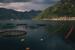 La implementación del Sistema Clear Comfort en acción, mejorando la calidad del agua y asegurando un entorno saludable para los peces.